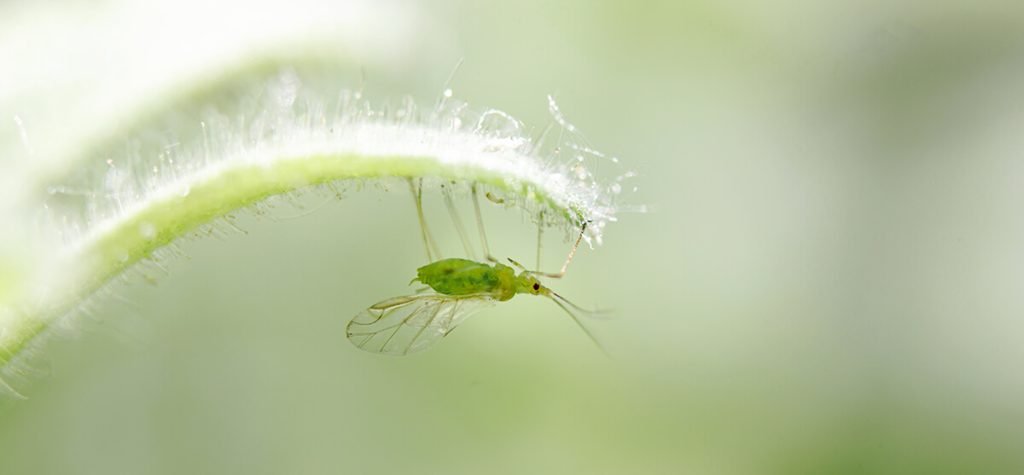 Aphid