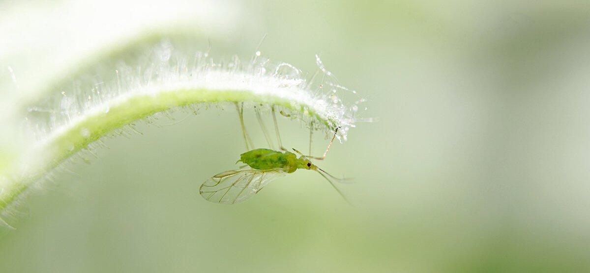 Aphid